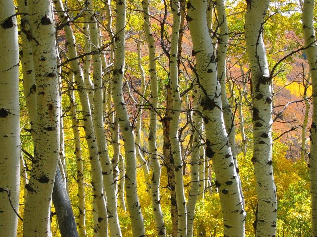 aspen tree trunks