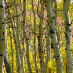 aspen tree trunks